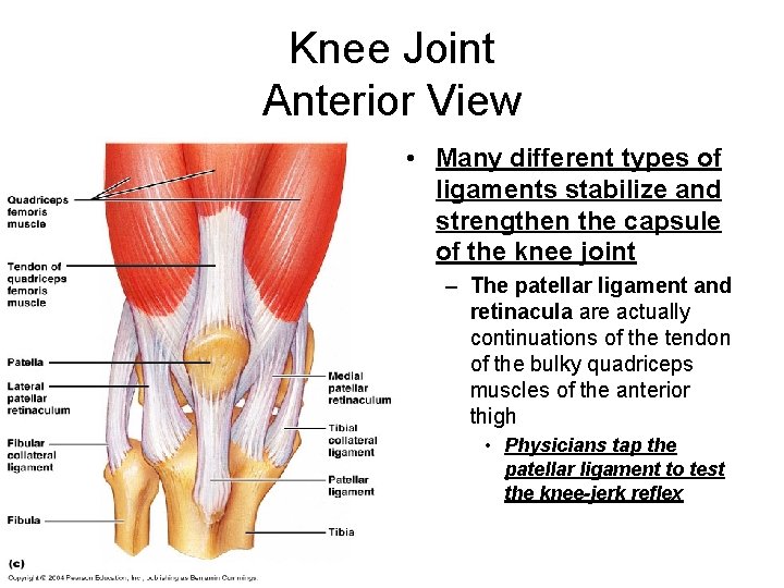 Knee Joint Anterior View • Many different types of ligaments stabilize and strengthen the
