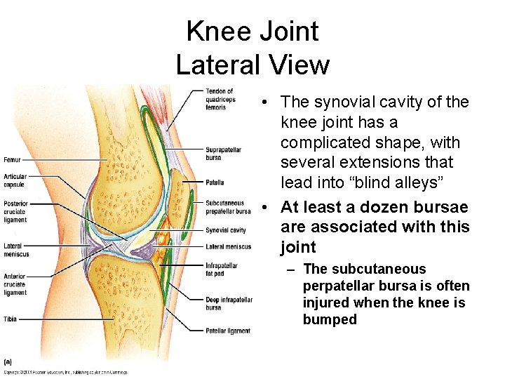 Knee Joint Lateral View • The synovial cavity of the knee joint has a