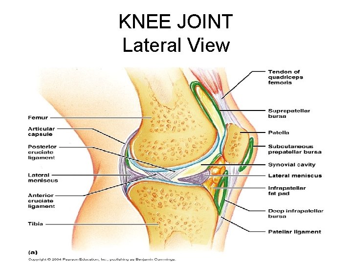 KNEE JOINT Lateral View 