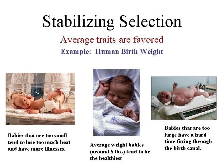 Stabilizing Selection Average traits are favored Example: Human Birth Weight Babies that are too