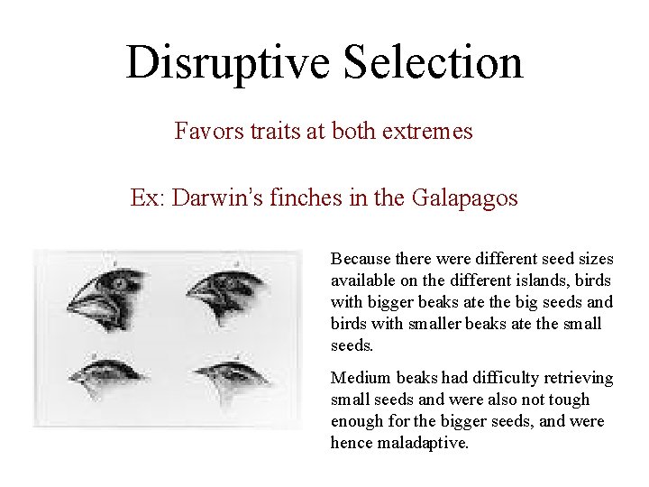 Disruptive Selection Favors traits at both extremes Ex: Darwin’s finches in the Galapagos Because