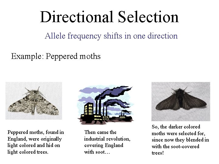 Directional Selection Allele frequency shifts in one direction Example: Peppered moths, found in England,