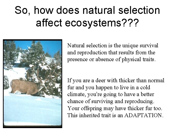 So, how does natural selection affect ecosystems? ? ? Natural selection is the unique