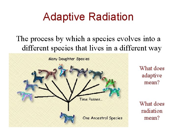 Adaptive Radiation The process by which a species evolves into a different species that