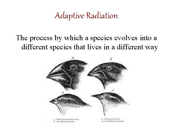 Adaptive Radiation The process by which a species evolves into a different species that