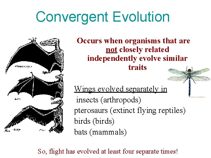 Convergent Evolution Occurs when organisms that are not closely related independently evolve similar traits