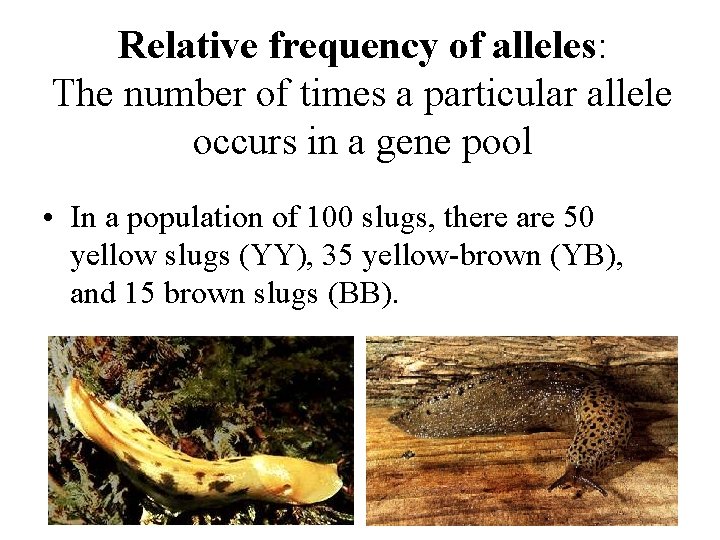 Relative frequency of alleles: The number of times a particular allele occurs in a