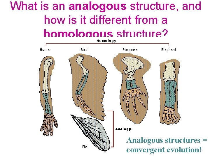 What is an analogous structure, and how is it different from a homologous structure?