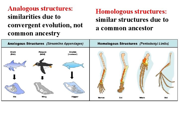 Analogous structures: similarities due to convergent evolution, not common ancestry Homologous structures: similar structures