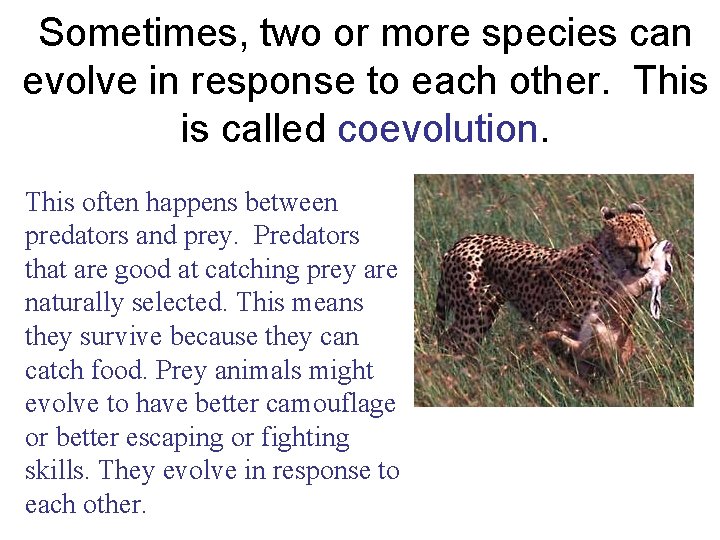 Sometimes, two or more species can evolve in response to each other. This is