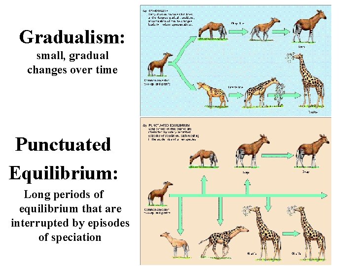 Gradualism: small, gradual changes over time Punctuated Equilibrium: Long periods of equilibrium that are