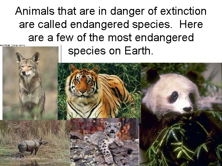 Animals that are in danger of extinction are called endangered species. Here a few