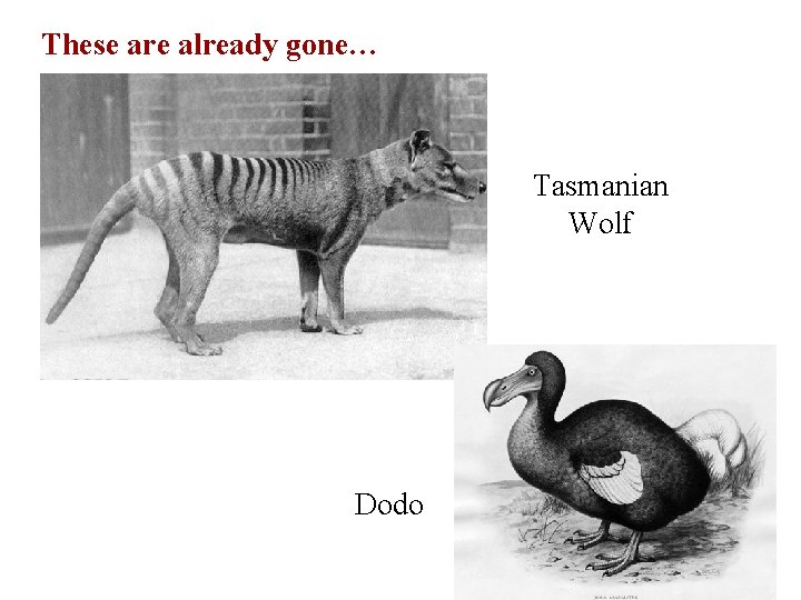 These are already gone… Tasmanian Wolf Dodo 