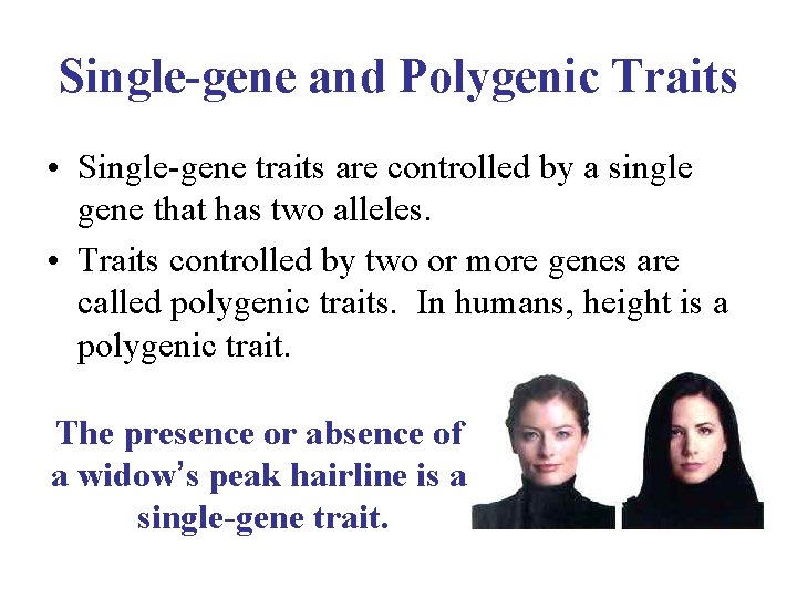 Single-gene and Polygenic Traits • Single-gene traits are controlled by a single gene that