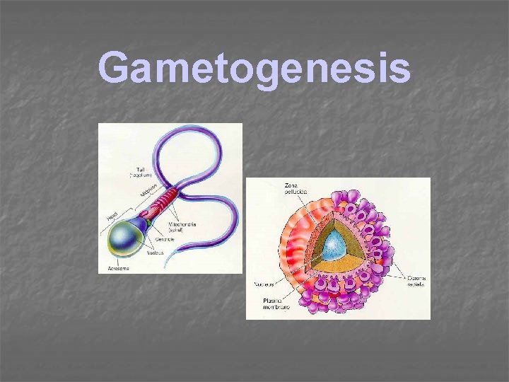 Gametogenesis 