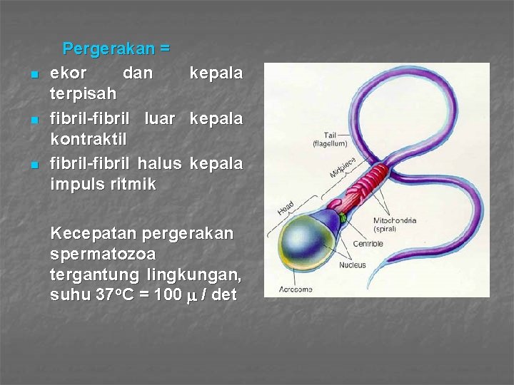 n n n Pergerakan = ekor dan kepala terpisah fibril-fibril luar kepala kontraktil fibril-fibril