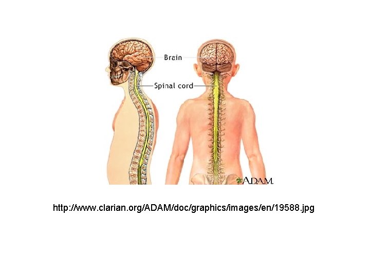 http: //www. clarian. org/ADAM/doc/graphics/images/en/19588. jpg 