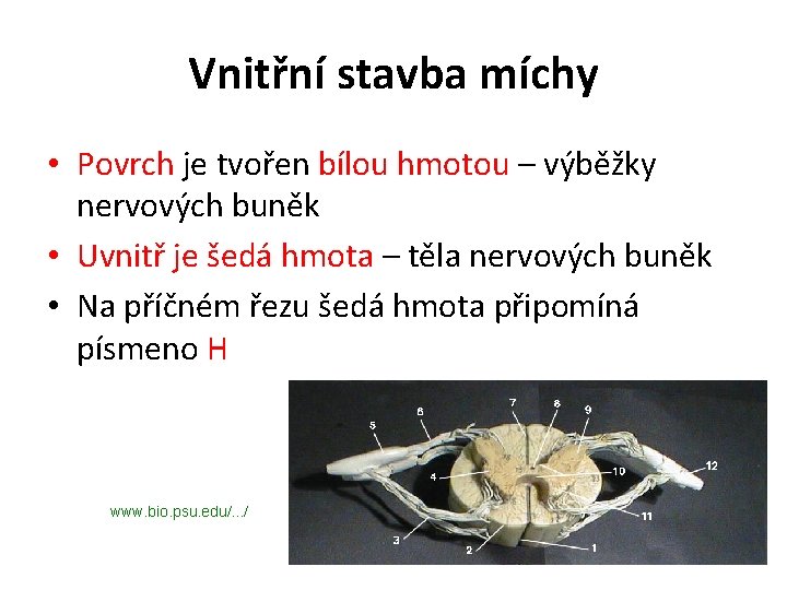 Vnitřní stavba míchy • Povrch je tvořen bílou hmotou – výběžky nervových buněk •