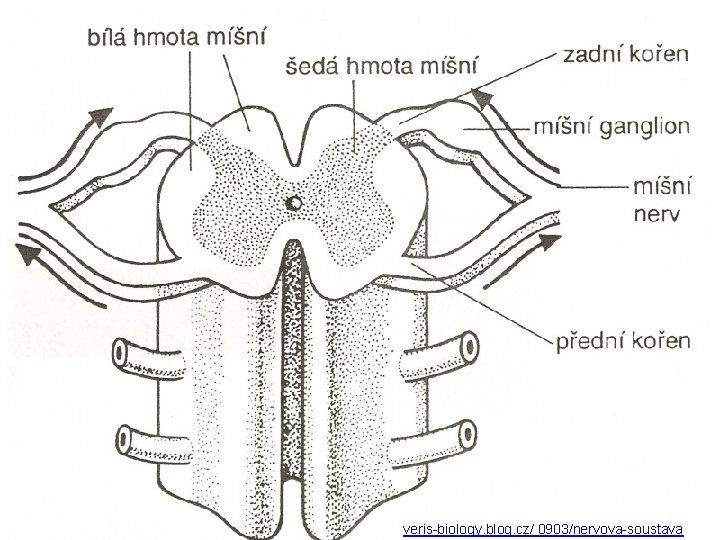 veris-biology. blog. cz/ 0903/nervova-soustava 