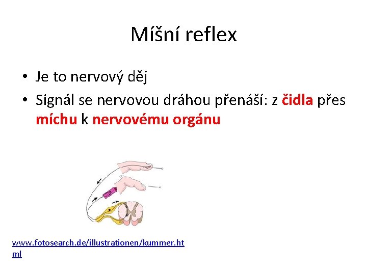 Míšní reflex • Je to nervový děj • Signál se nervovou dráhou přenáší: z