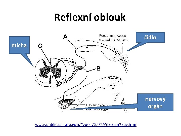 Reflexní oblouk čidlo mícha nervový orgán www. public. iastate. edu/~zool. 255/255 Lexam 2 key.