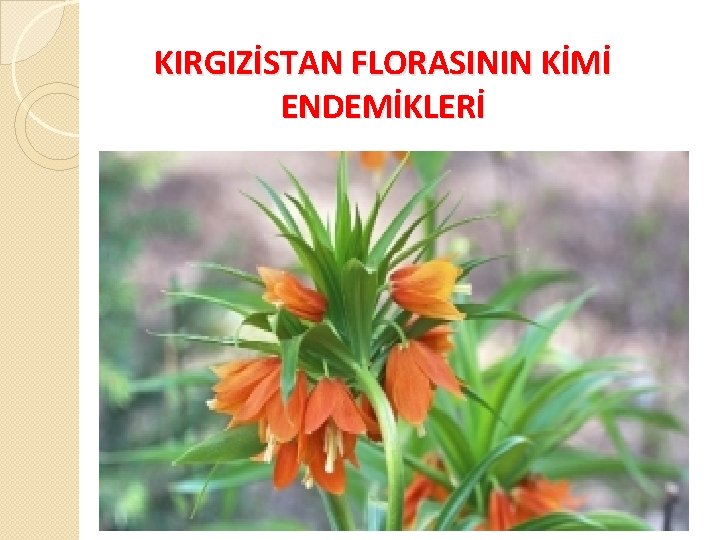 KIRGIZİSTAN FLORASININ KİMİ ENDEMİKLERİ 