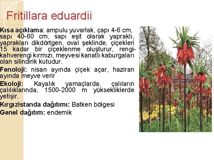 Fritillara eduardii Kısa açıklama: ampulu yuvarlak, çapı 4 -6 cm, sapı 40 -60 cm,