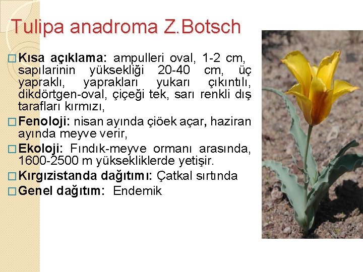 Tulipa anadroma Z. Botsch � Kısa açıklama: ampulleri oval, 1 -2 cm, sapılarinin yüksekliği
