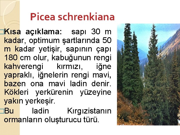 �Kısa Picea schrenkiana açıklama: sapı 30 m kadar, optimum şartlarında 50 m kadar yetişir,