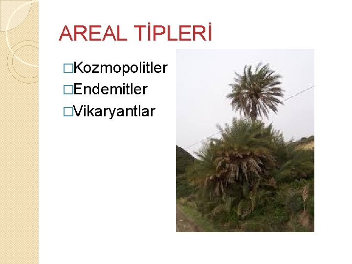 AREAL TİPLERİ �Kozmopolitler �Endemitler �Vikaryantlar 