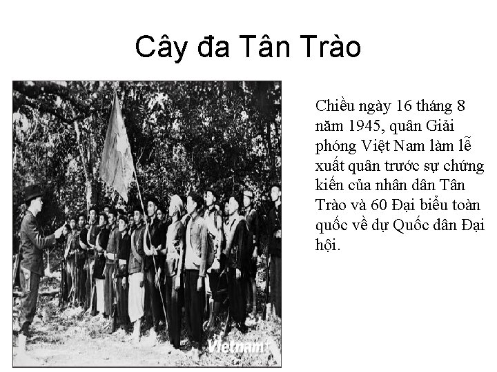 Cây đa Tân Trào Chiều ngày 16 tháng 8 năm 1945, quân Giải phóng