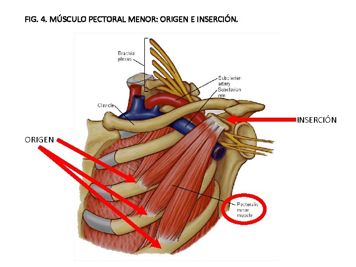 FIG. 4. MÚSCULO PECTORAL MENOR: ORIGEN E INSERCIÓN ORIGEN 