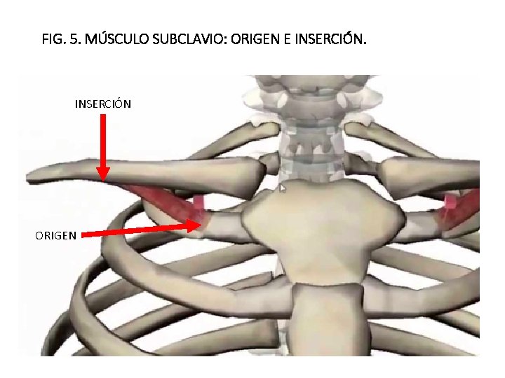 FIG. 5. MÚSCULO SUBCLAVIO: ORIGEN E INSERCIÓN ORIGEN 