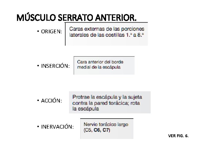 MÚSCULO SERRATO ANTERIOR. • ORIGEN: • INSERCIÓN: • ACCIÓN: • INERVACIÓN: VER FIG. 6.