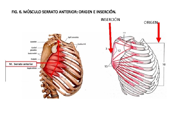 FIG. 6. MÚSCULO SERRATO ANTERIOR: ORIGEN E INSERCIÓN ORIGEN 