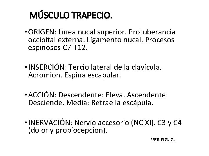 MÚSCULO TRAPECIO. • ORIGEN: Línea nucal superior. Protuberancia occipital externa. Ligamento nucal. Procesos espinosos