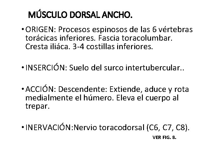 MÚSCULO DORSAL ANCHO. • ORIGEN: Procesos espinosos de las 6 vértebras torácicas inferiores. Fascia