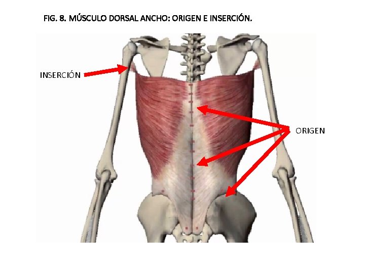 FIG. 8. MÚSCULO DORSAL ANCHO: ORIGEN E INSERCIÓN ORIGEN 