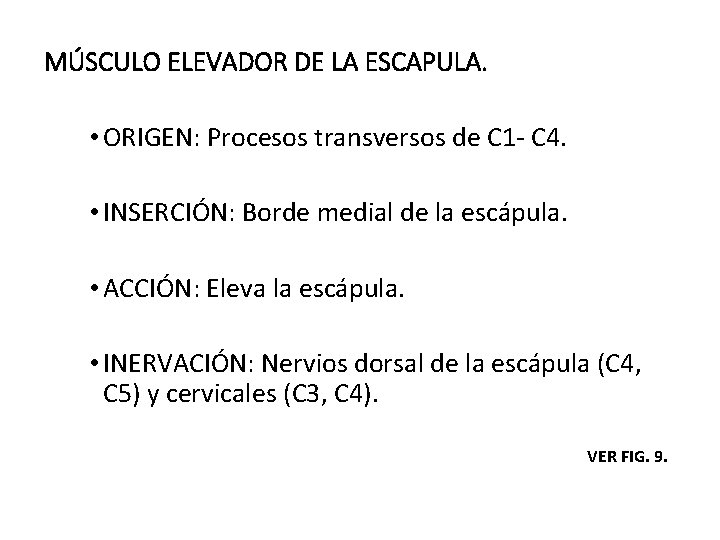 MÚSCULO ELEVADOR DE LA ESCAPULA. • ORIGEN: Procesos transversos de C 1 - C