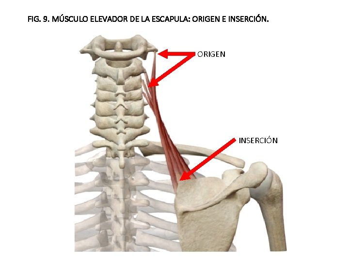 FIG. 9. MÚSCULO ELEVADOR DE LA ESCAPULA: ORIGEN E INSERCIÓN. ORIGEN INSERCIÓN 