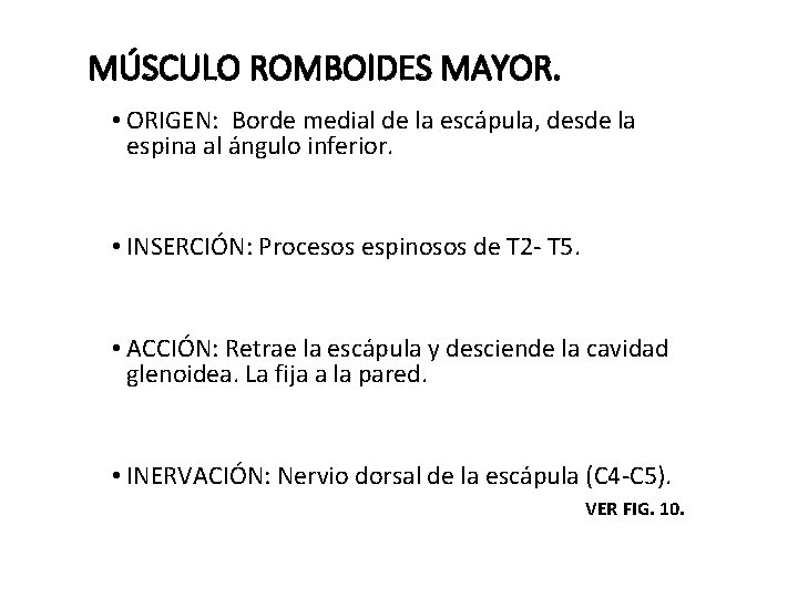 MÚSCULO ROMBOIDES MAYOR. • ORIGEN: Borde medial de la escápula, desde la espina al