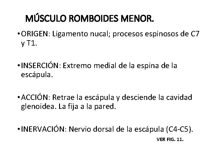 MÚSCULO ROMBOIDES MENOR. • ORIGEN: Ligamento nucal; procesos espinosos de C 7 y T