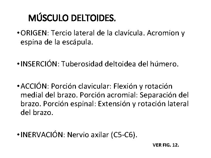 MÚSCULO DELTOIDES. • ORIGEN: Tercio lateral de la clavícula. Acromion y espina de la