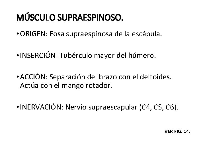 MÚSCULO SUPRAESPINOSO. • ORIGEN: Fosa supraespinosa de la escápula. • INSERCIÓN: Tubérculo mayor del