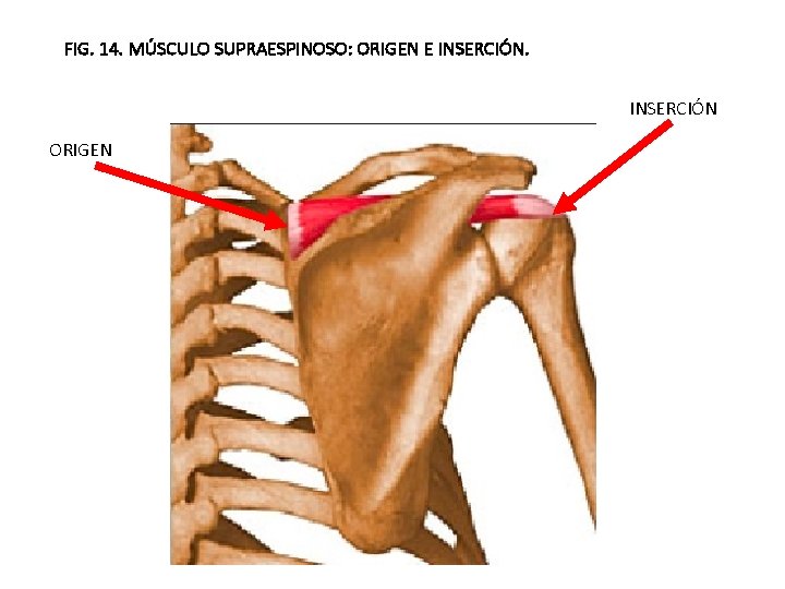 FIG. 14. MÚSCULO SUPRAESPINOSO: ORIGEN E INSERCIÓN ORIGEN 