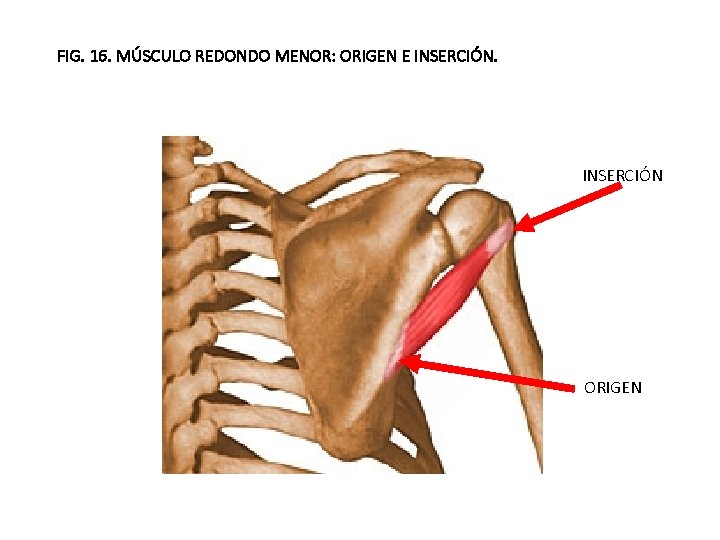 FIG. 16. MÚSCULO REDONDO MENOR: ORIGEN E INSERCIÓN ORIGEN 