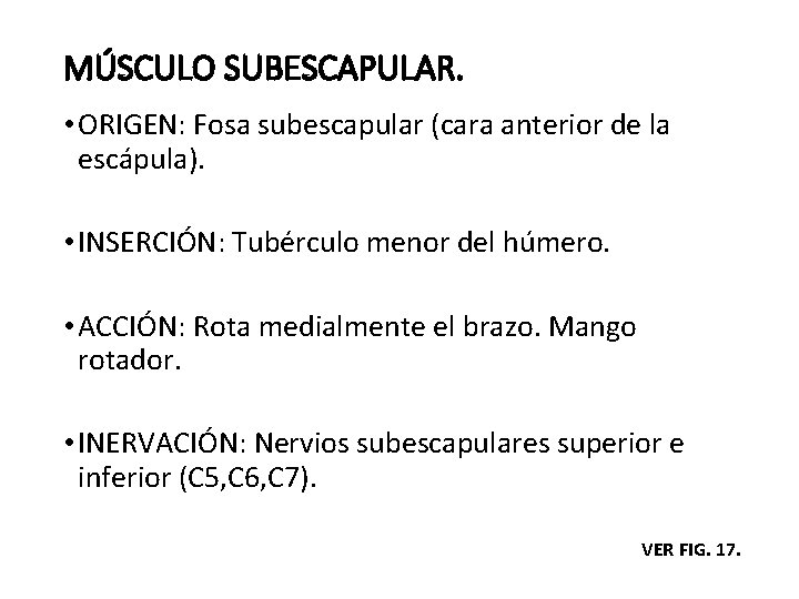 MÚSCULO SUBESCAPULAR. • ORIGEN: Fosa subescapular (cara anterior de la escápula). • INSERCIÓN: Tubérculo