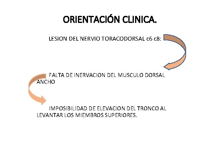 ORIENTACIÓN CLINICA. LESION DEL NERVIO TORACODORSAL c 6 c 8: FALTA DE INERVACION DEL