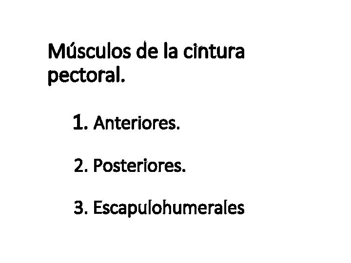 Músculos de la cintura pectoral. 1. Anteriores. 2. Posteriores. 3. Escapulohumerales 