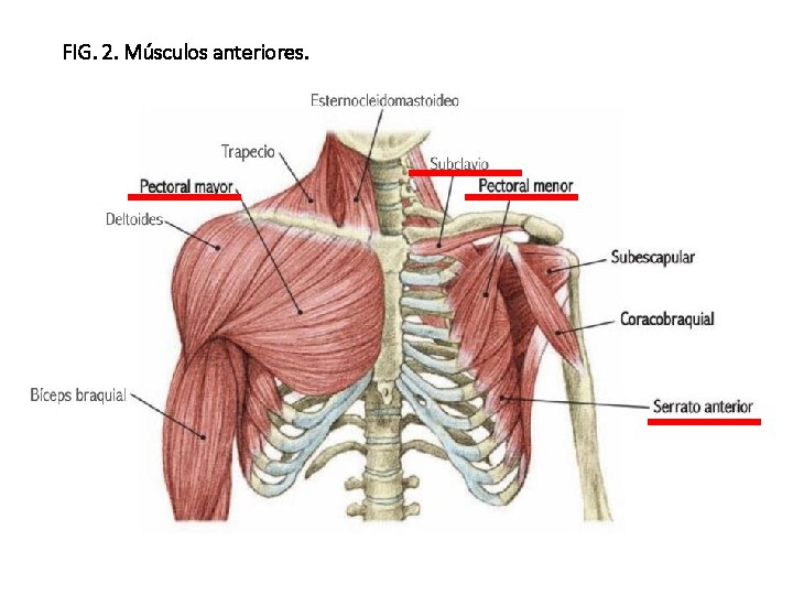 FIG. 2. Músculos anteriores. 